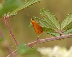 Setina flavicans