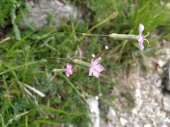 Dianthus longicaulis