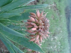 Aloe ecklonis