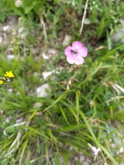 Dianthus longicaulis