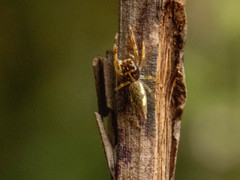 Salticinae