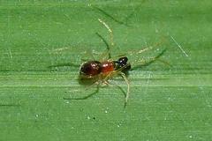 Coleosoma blandum