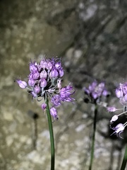 Allium cretaceum