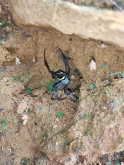 Argiope aetheroides