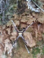 Argiope aetheroides