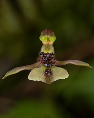 Chiloglottis formicifera