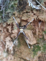 Argiope aetheroides