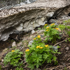 Trollius ranunculinus