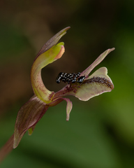 Chiloglottis formicifera