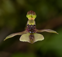 Chiloglottis formicifera