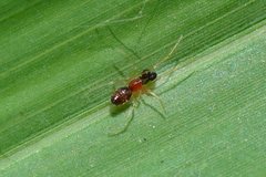 Coleosoma blandum
