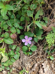 Melastoma dodecandrum