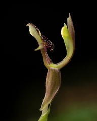 Chiloglottis formicifera