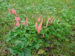 Clavaria rosea