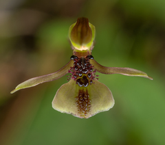 Chiloglottis formicifera