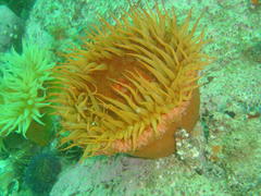 Pseudactinia flagellifera