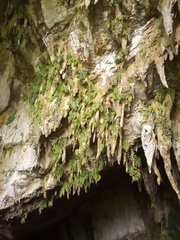 Monophyllaea pendula