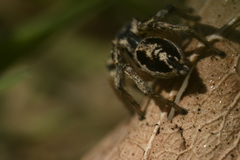 Habronattus pyrrithrix