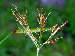 Slender cyperus