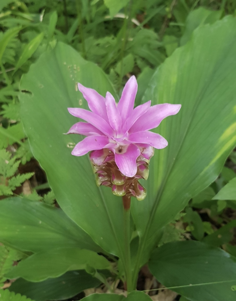 Curcuma rhabdota (Curcuma rhabdota)