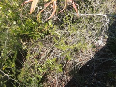 Asparagus multiflorus