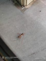 Olenecamptus bilobus
