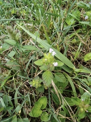 Clinopodium chinense