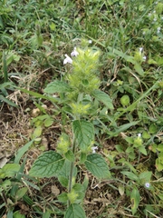 Clinopodium chinense