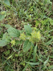 Clinopodium chinense