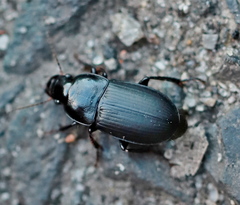 Harpalus tardus