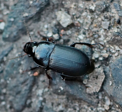 Harpalus tardus