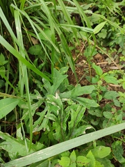 Ligularia japonica