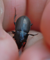 Harpalus tardus
