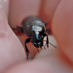 Harpalus tardus