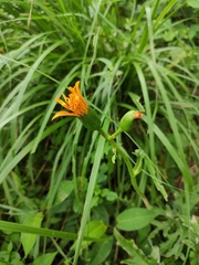 Ligularia japonica