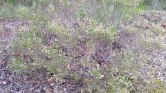 Coleonema pulchellum