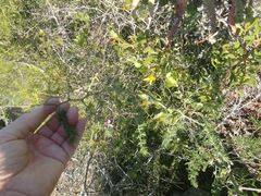Asparagus multiflorus