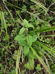 Carpesium divaricatum