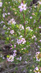 Coleonema pulchellum