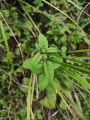 Carpesium divaricatum