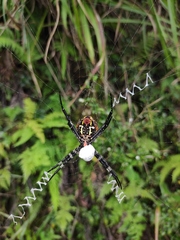 Argiope aemula