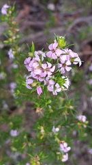 Coleonema pulchellum