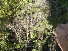 Asparagus multiflorus