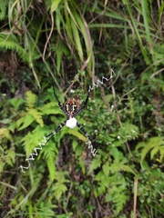 Argiope aemula