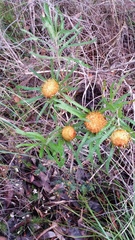 Banksia formosa