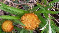 Banksia formosa