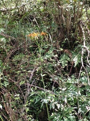 Ligularia japonica