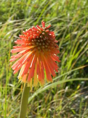 Kniphofia rooperi