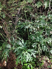 Ligularia japonica