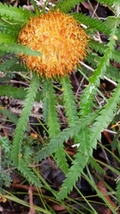 Banksia formosa